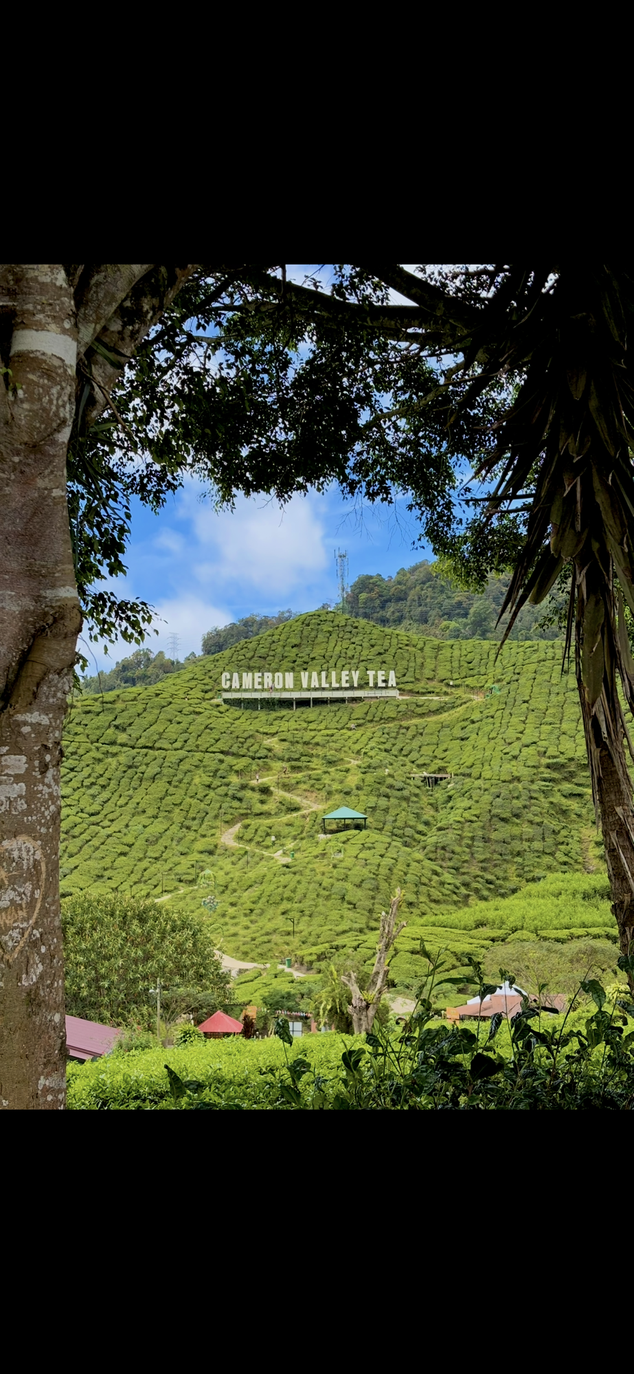 Cozy Cameron Highlands